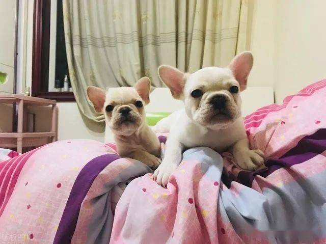 适合家里养的小型狗狗品种 361c0d96a838443997a664142842fd3c.jpeg