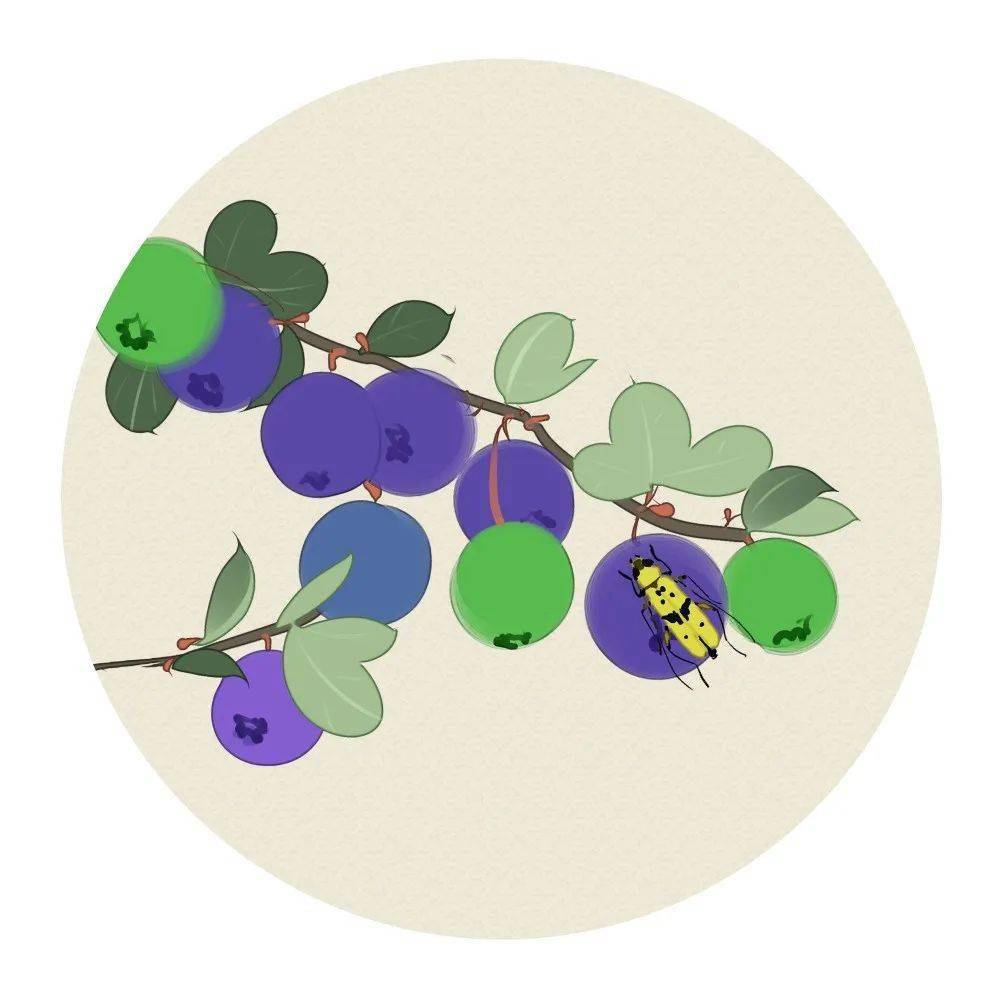 怎么画蓝莓树 c36c16bfc93440789650838b2c6db51c.jpeg