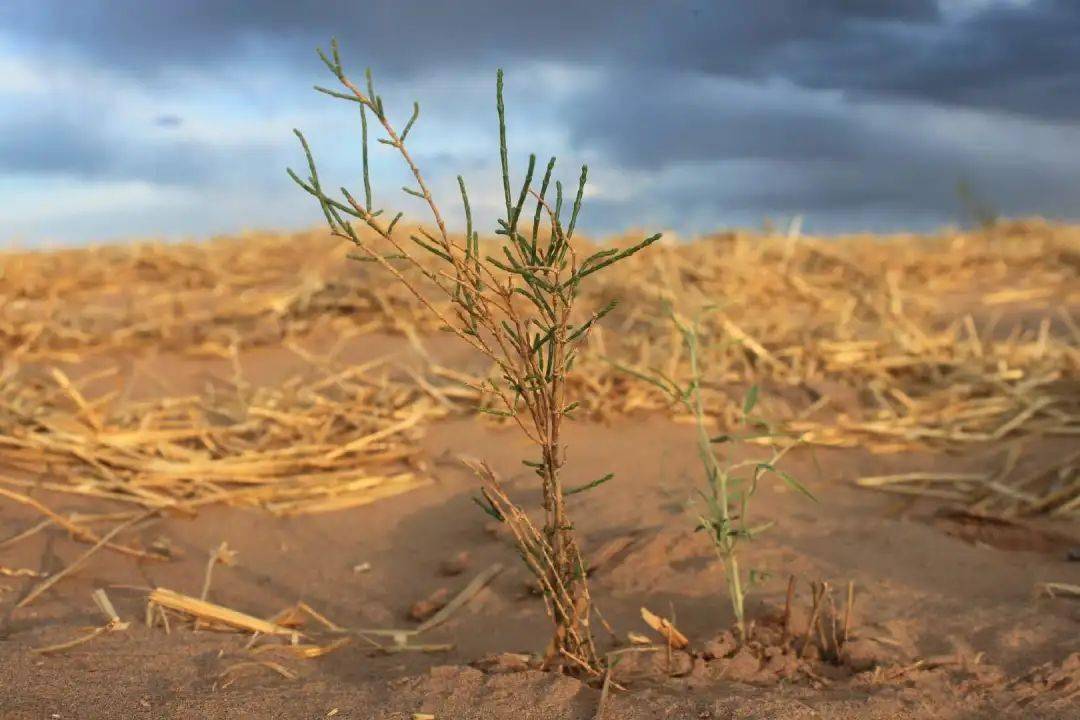 企业进行时|玫琳凯植树三年,喊你一起关爱地球_荒漠化