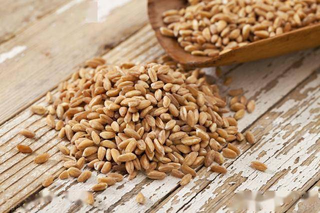 2020年优良麦种排名_江苏省张家港市2020年备足225.5万公斤小麦良种