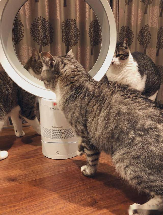怎么才能让小猫睡到猫窝里 69a689281d05480480007561c6dd6a09.jpeg