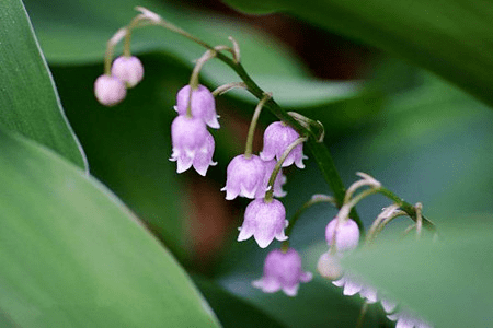 铃兰花_铃兰花语和寓意_铃兰花为啥不吉利