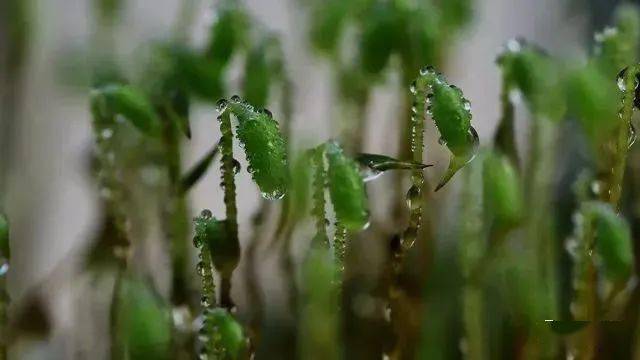 苔花 b00c38840ba64d8e9c7948e2a5be805f.jpeg