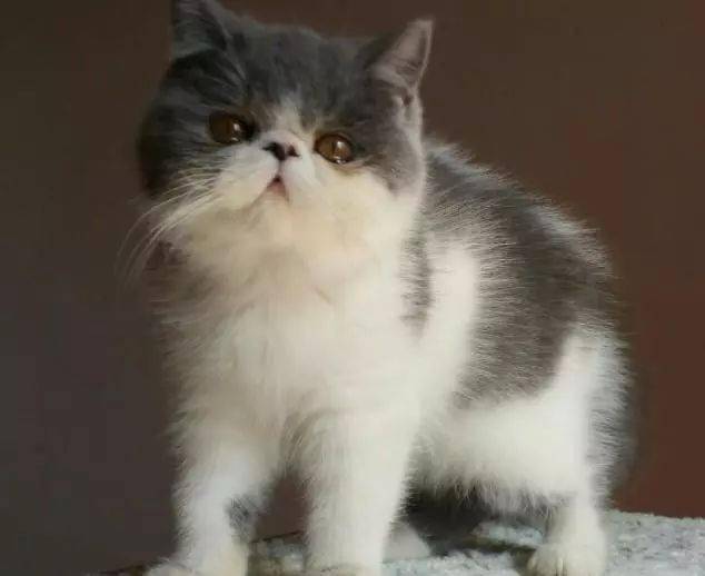 猫的品种大全以及介绍 d62f8e34b03246d993e4267d60d149b7.jpeg