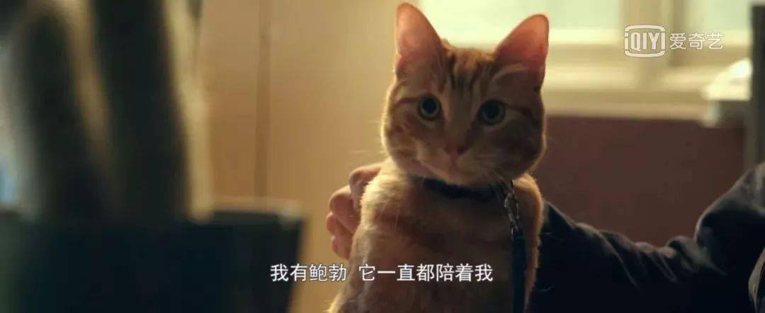再见了流浪猫鲍勃感谢你曾温暖世界