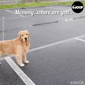 狗狗有多爱你,看这个举动就知道了!