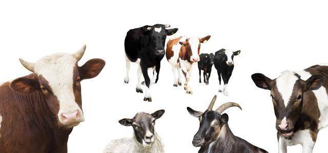牛羊养殖混养技术研究及注意事项