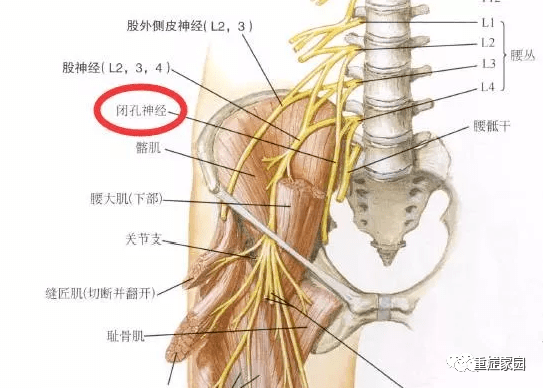 解剖走形:闭孔神经从腰大肌内侧穿出沿盆腔侧壁向前,穿闭膜管出盆腔达
