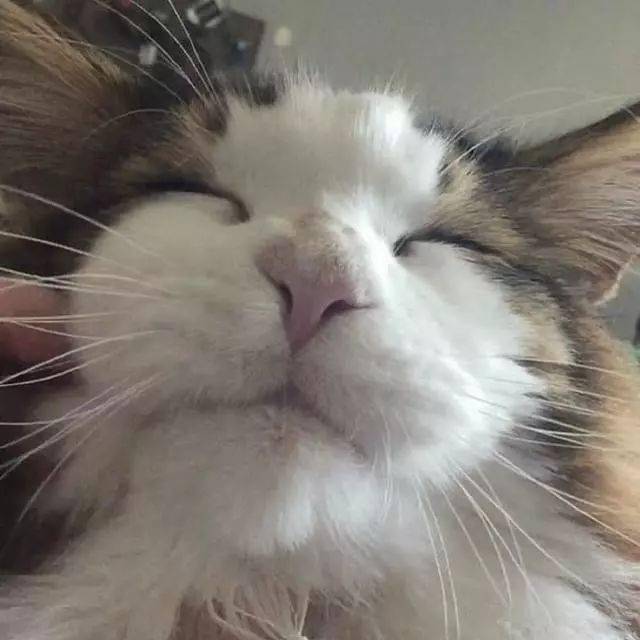 4489c776ef78453993fba0c1f1af2682.jpeg