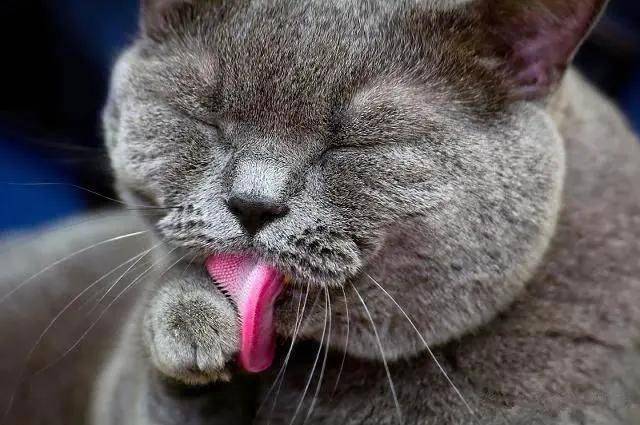 猫咪们看上去粉嫩嫩的小舌头,在舔到我们的皮肤时,却感觉是被很尖细的