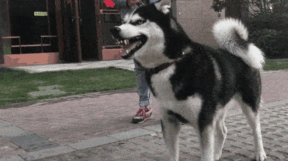 乘风破浪的狗狗