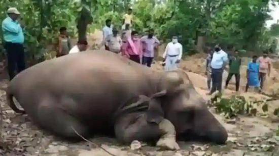 印度这地11天内6头大象死亡 官员对象群展开紧急追踪