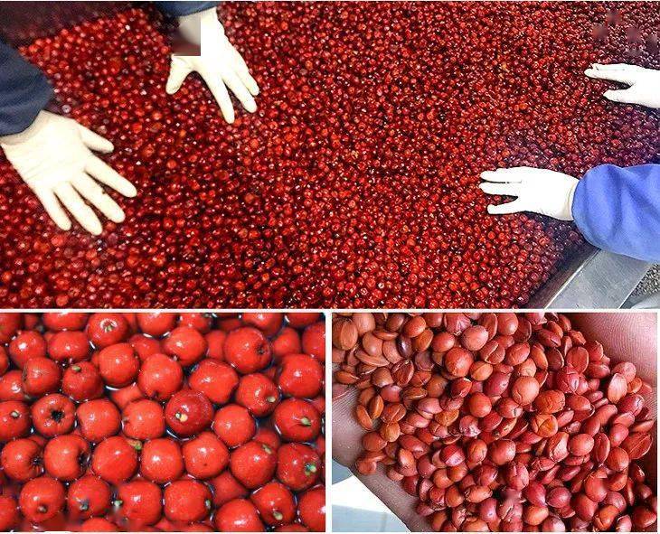 如何自己制作酸枣仁膏 e7dd8a436524489b8bb454d5068f716d.jpeg