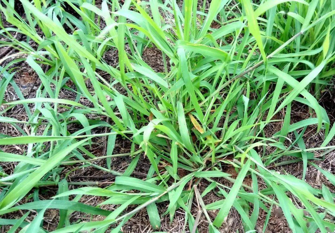 五谷丰杂草没死玉米却被打死了详解玉米苗后除草剂怎么用