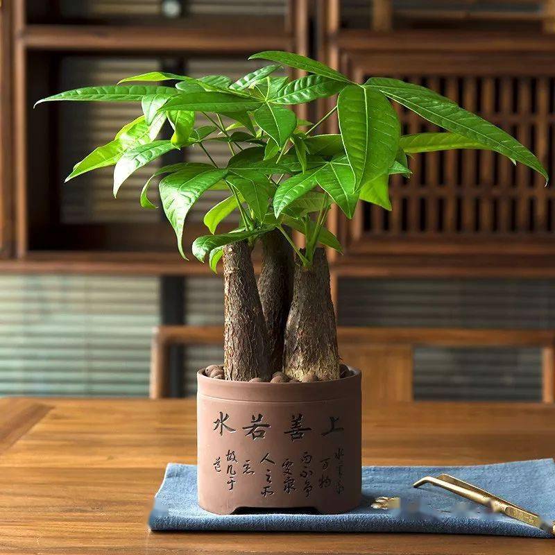 十二生肖配对助运植物,让自己势如破竹_旺财