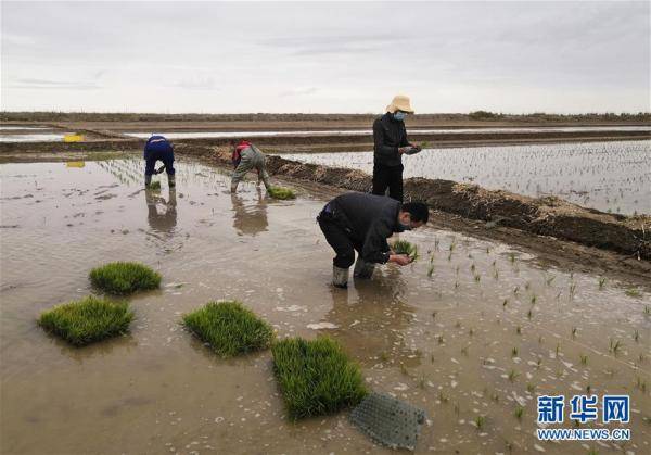 进行|厉害！海水稻种进青藏高原柴达木盆地