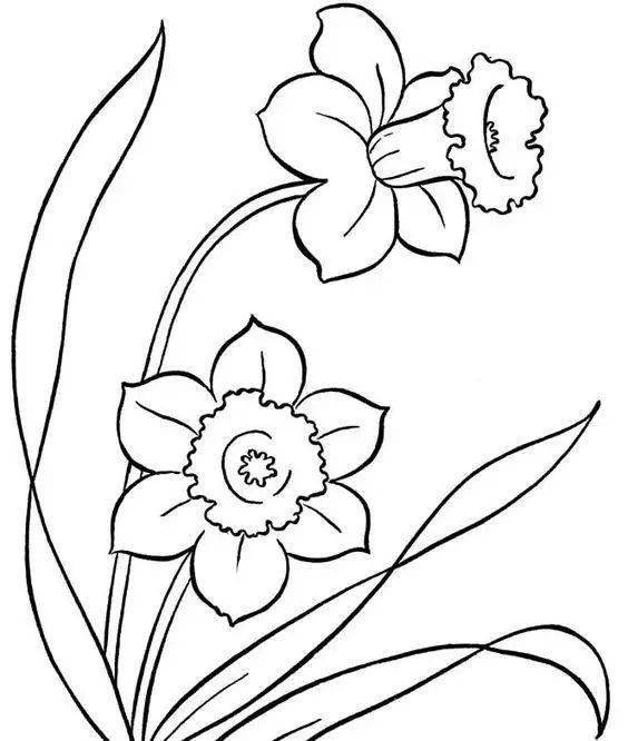 【黑白线稿】花卉植物线稿素材,白描线稿