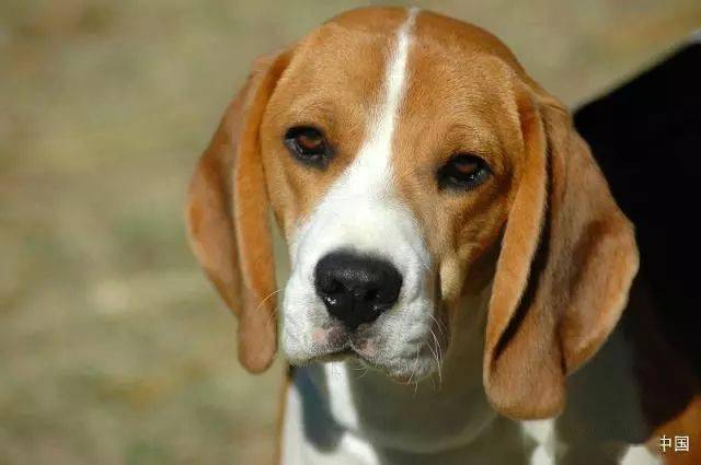 不咬人的狗排名_会咬人的狗不叫图片