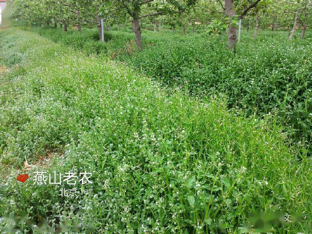 草盖八人口_人口普查图片