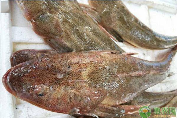 潮汕人超爱吃的这种鱼,在国内不值钱,一出口就变成了高档鱼类