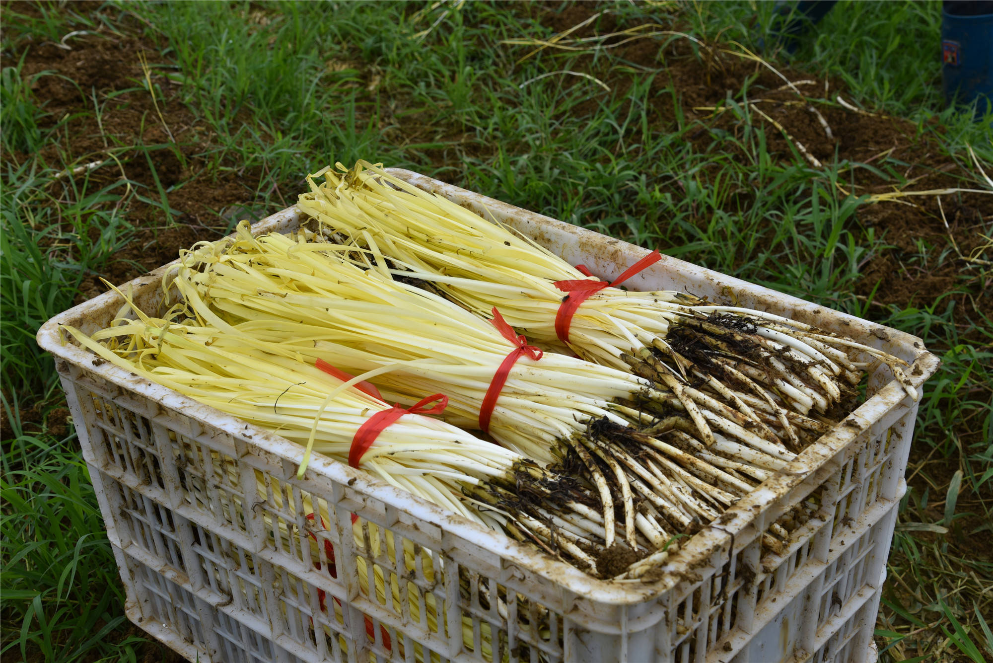 产业|贵州普定：“金色产业”致富强