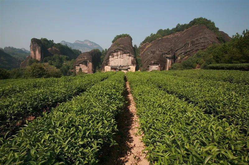 武夷岩茶最著名的产地,为"三坑"(慧苑坑,牛栏坑,大坑),"两涧"(流香涧