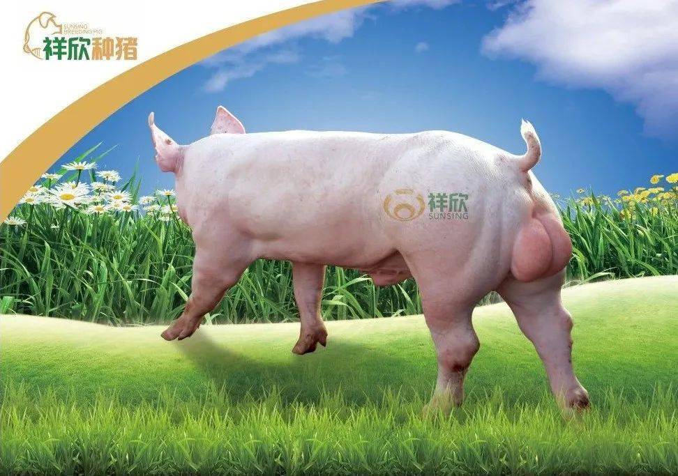 《全国优秀公猪站》手册---上海祥欣阜阳公猪站