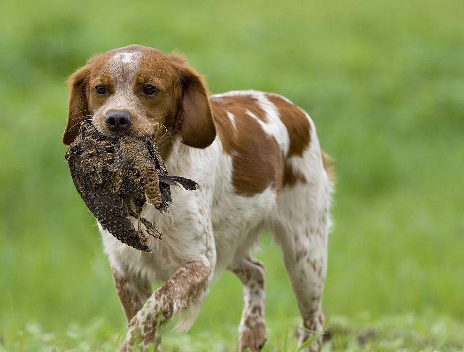 世界犬类智商排名_犬类智商排名