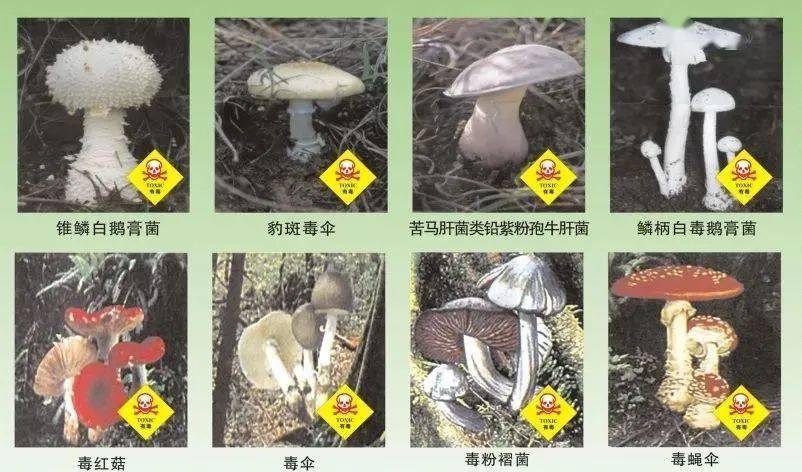 【安全生产】预防食用野生菌中毒