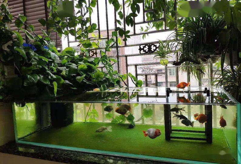 怎么养鱼简单方便 e17dbe04340247b890fdcdc4c6d9cdf7.jpeg