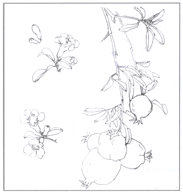 国画教程石榴与石榴花画法