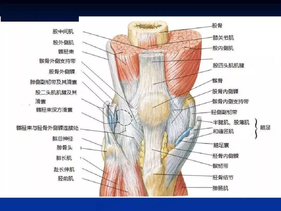 膝关节精细解剖