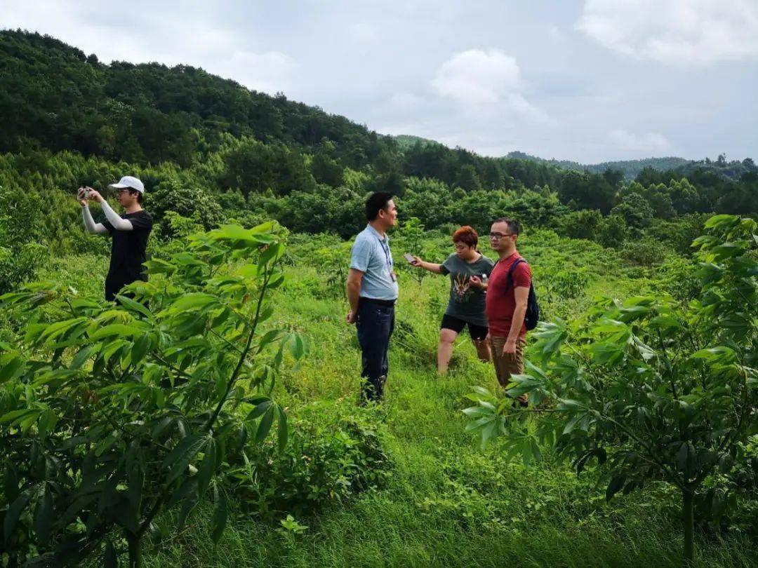 壁纸 成片种植 风景 植物 种植基地 桌面 1080_810