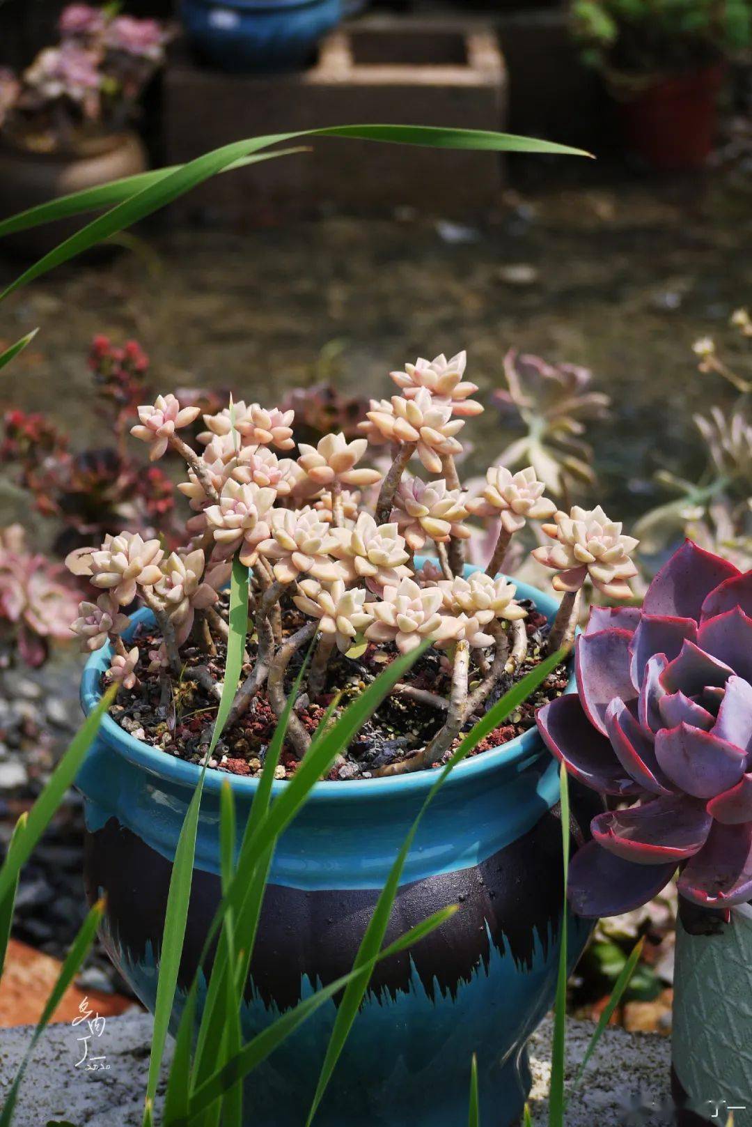 多肉种植基地地址 43668efaae724093a00b88b03ecc126d.jpeg