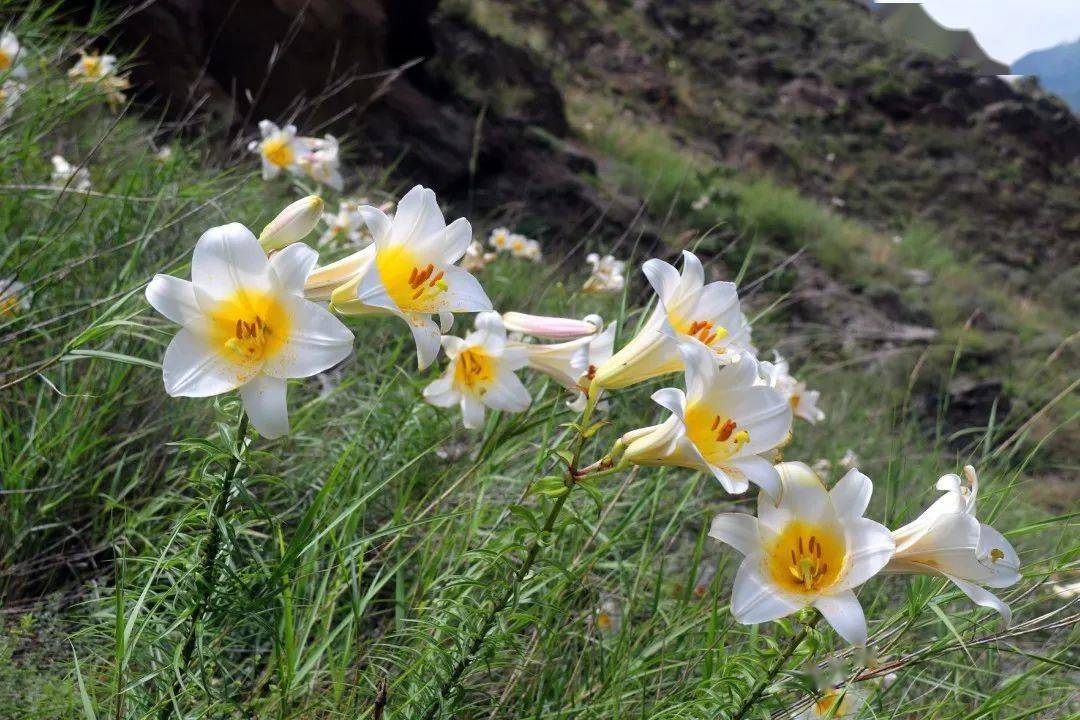 岷江百合 | 花开遍山野,终不负期待!