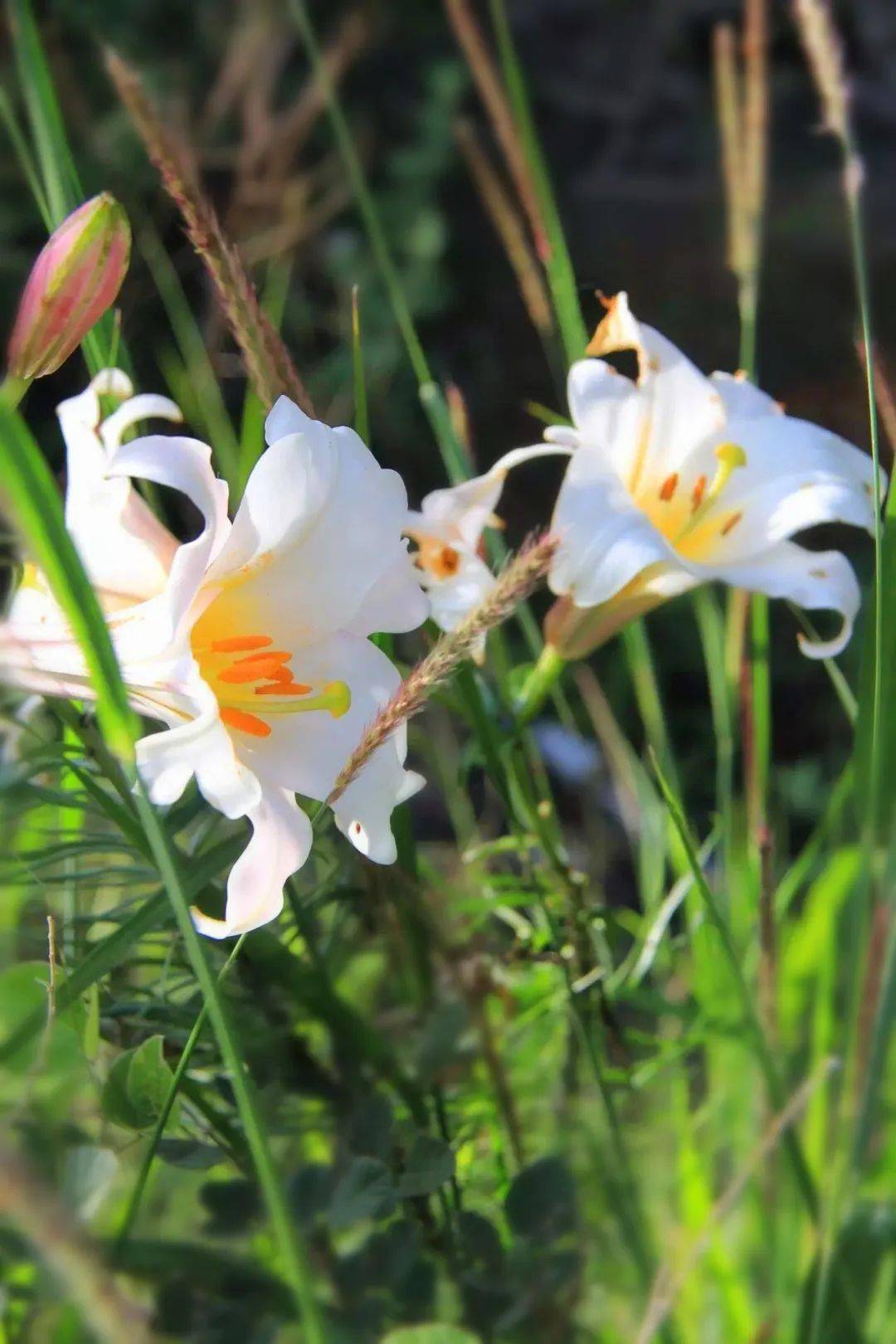 岷江百合 | 花开遍山野,终不负期待!