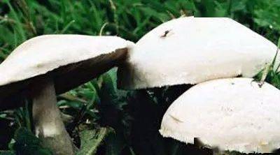 菌菇类有几种 2d4a6ccac3314280bfcb07fc3160366b.jpeg