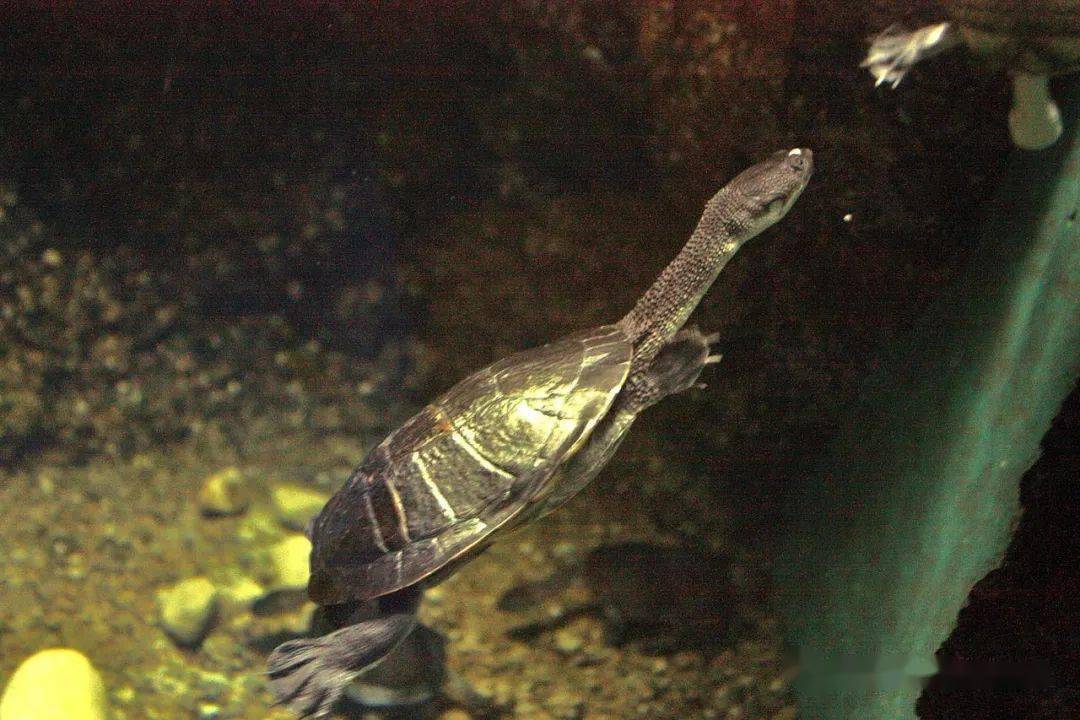 mccord"s snakeneck turtle