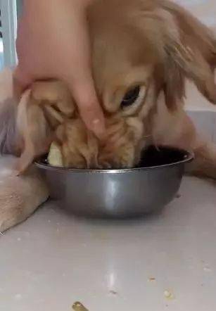 怎么看小狗是否护食 a7cebd0f60b84830b9792af91c6752e0.jpeg