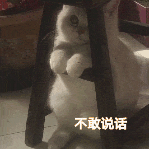 猫咪表情包:今天也是棒棒的小猫!_手机搜狐网