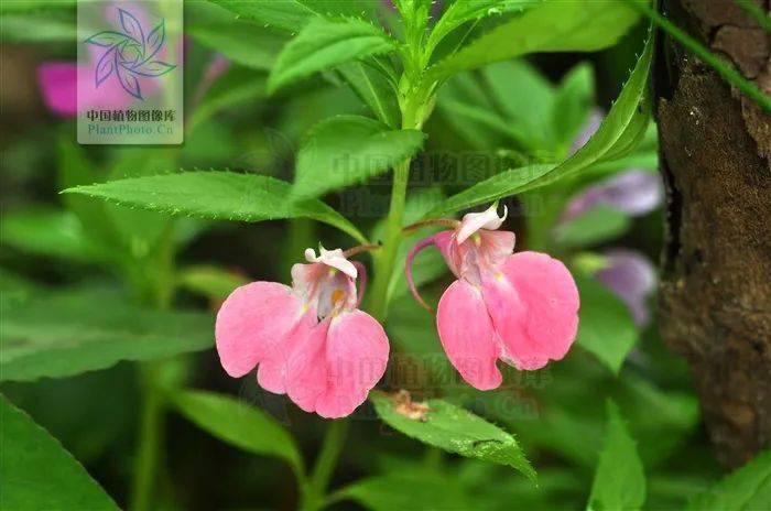 凤仙花科,凤仙花属- 凤仙花 impatiens balsamina -马王堆一号汉墓的