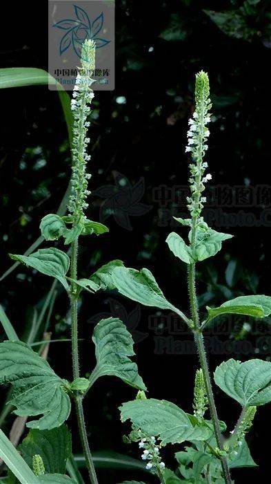 从花朵上看:藿香和薄荷虽然都为轮伞花序多花,但仍旧有较明显的区别.