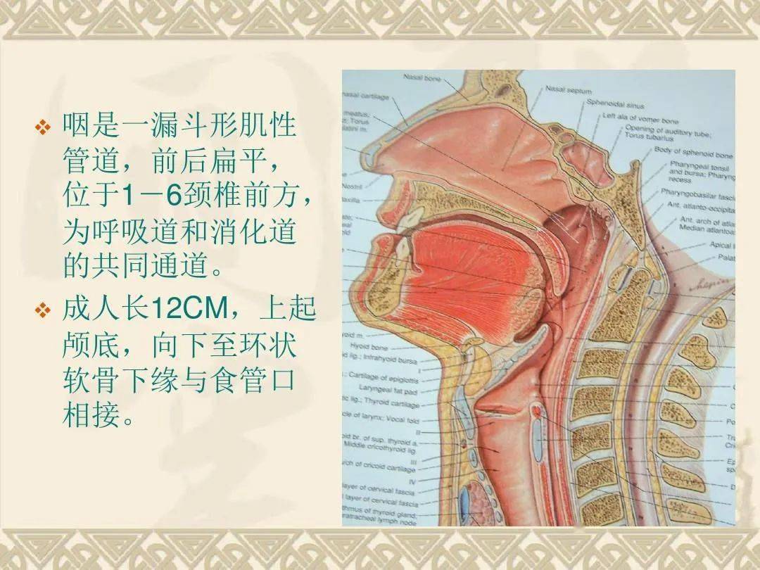 一、咽的位置与形态-基础医学-医学