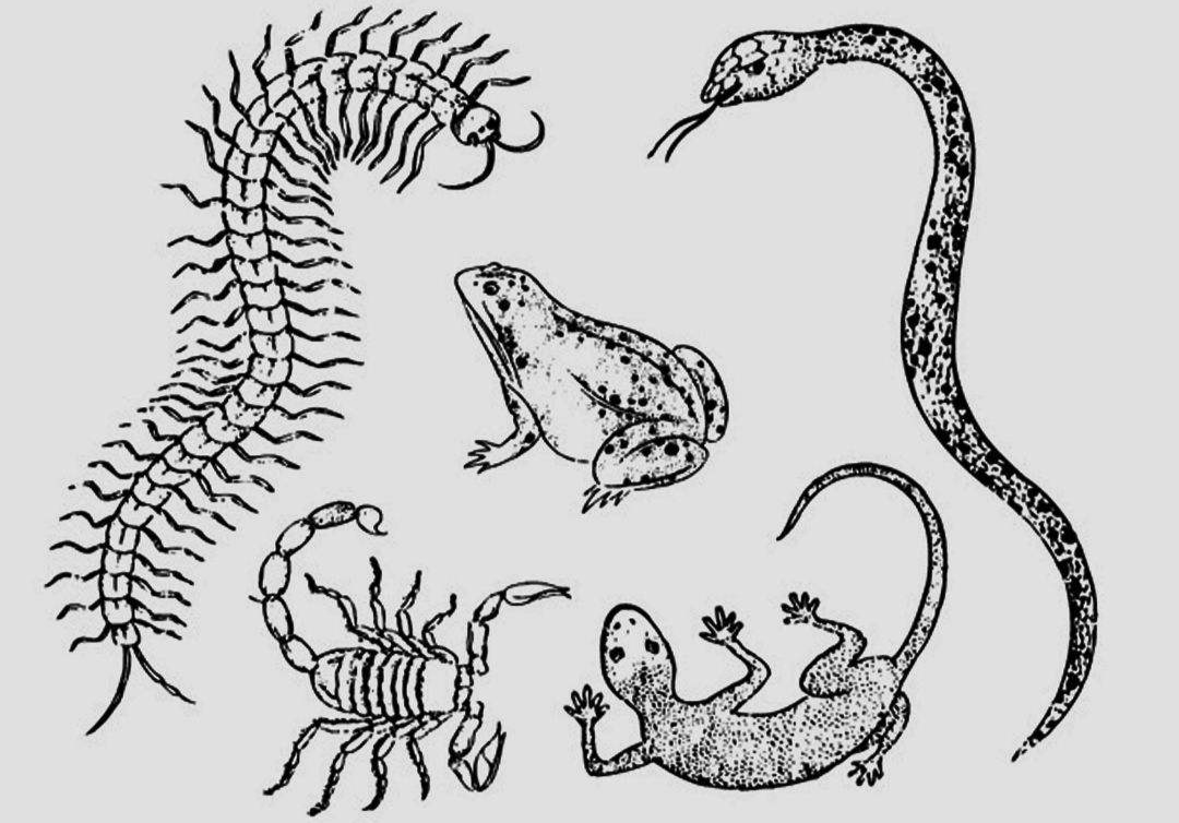 飞蛾扑火打一动物正确答案 6a416f9dfe7c414886328d90d395f534.png