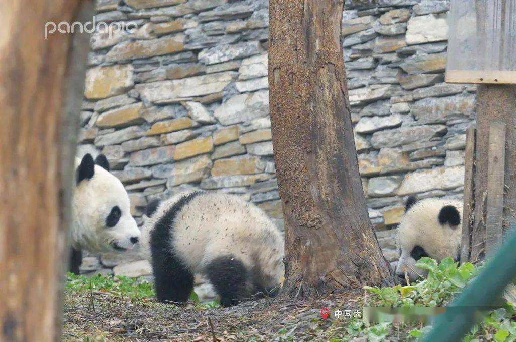 多地大熊猫"云聚"直播间!