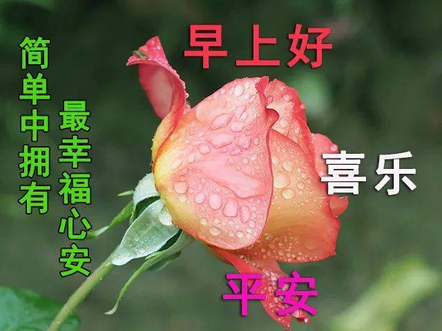 六月清晨问候大家早上好祝福鲜花带字动态表情图片,群发问候早晨好