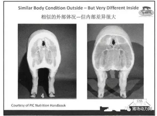 搭猪怎么解释_猪怎么画(3)