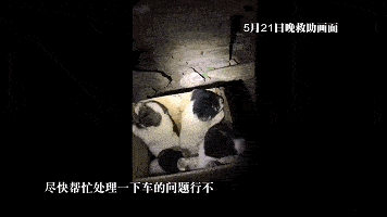 器均被涂满了502胶水, 502胶水腐蚀性很强, 仅一两个月大的小奶狗眼球
