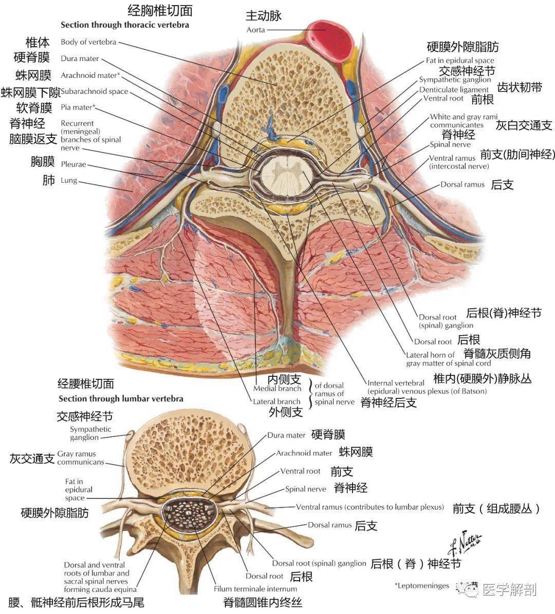 高清解剖图谱 | 脊神经详细解剖