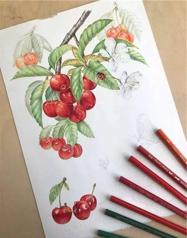 彩铅水果系列教程——樱桃与蝴蝶